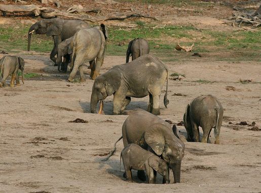 File:Forest elephant group 2 (6987537761).jpg - Wikimedia Commons