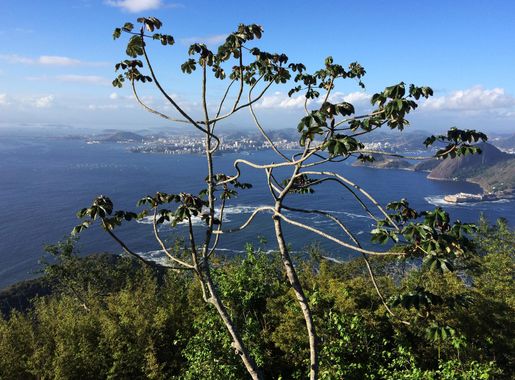 Free Images : sea, coast, tree, nature, ocean, wilderness, mountain, sky,  hill, flower, lake, view, travel, coastline, scenic, america, bay, tourism,  flora, loaf, south, de, sugar, mountains, latin, rio, brasil, atlantic,  brazil,