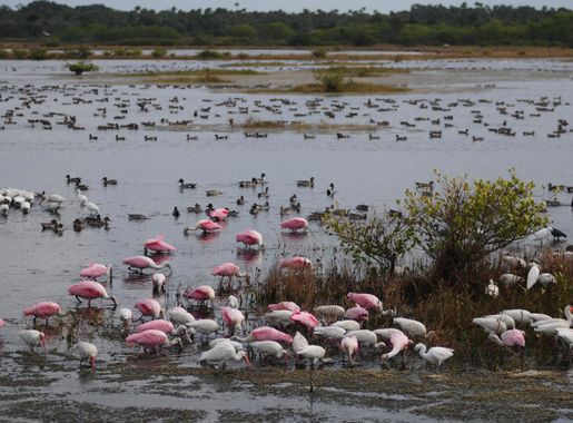 File:Birds at Merritt Island NWR.jpg - Wikimedia Commons