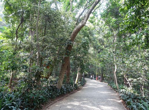 File:Parque Trianon - São Paulo, Brazil - DSC07131.JPG - Wikimedia Commons