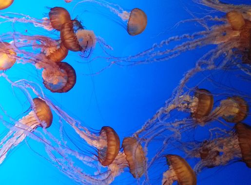 File:Jellyfish, Monterey Bay Aquarium.jpg - Wikimedia Commons