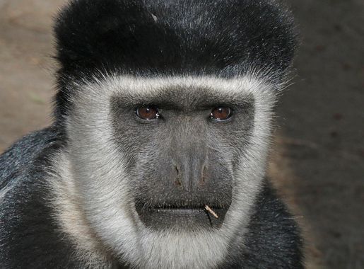 File:Abyssinian black-and-white colobus (Colobus guereza guereza) male  head.jpg - Wikipedia