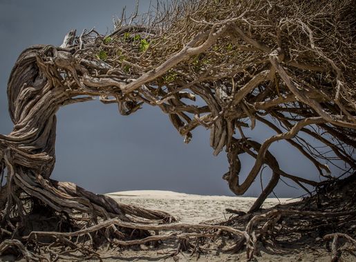 Ficheiro:Árvore da Preguiça, Jericoacoara.jpg – Wikipédia, a enciclopédia  livre