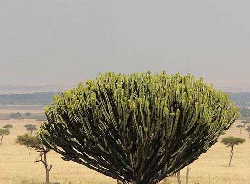 File:Laika ac Mara Triangle (9686449965).jpg - Wikimedia Commons