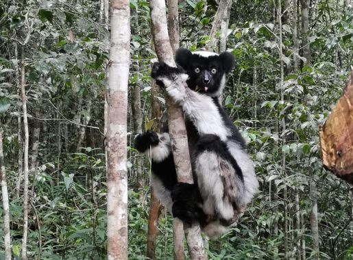 File:Indri andasibe mantadia Nationalpark 2019-10-16 3.jpg - Wikimedia  Commons