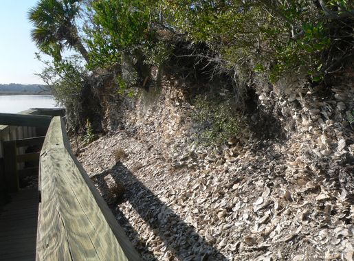 File:Spanish Mount (Edisto Beach SP) from boardwalk.JPG - Wikimedia Commons