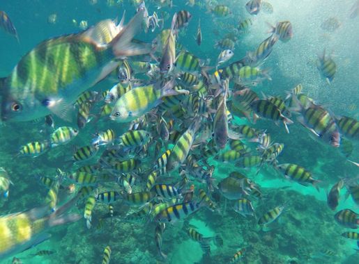 Free picture: underwater, fish, coral, ocean, reef, water, sea, nature,  marine