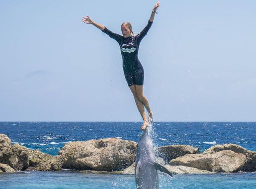 Free Images : sea, ocean, person, animal, cute, jumping, wildlife, wild,  mammal, blue, playful, performance, dolphin, intelligence, stunt, trained  2228x2336 - - 862529 - Free stock photos - PxHere