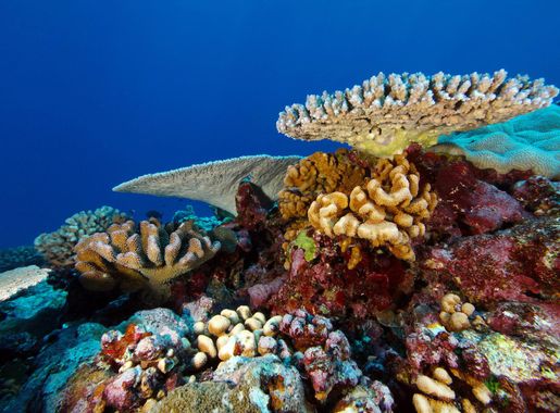 File:NMSAS Fagatele Bay Corals (49639246458).jpg - Wikimedia Commons