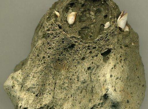 File:Dacite pumice (August 2006 eruption of Home Reef Volcano, Tofua  Volcanic Arc, central Tonga Islands, sw Pacific Ocean; collected at beach  in northern Fiji Islands) 3.jpg - Wikimedia Commons