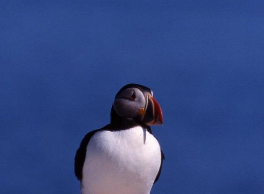 Photo Week - Red Fox | Free Photo - rawpixel