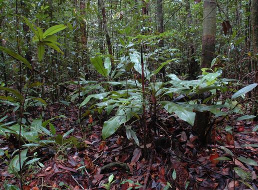 Borneo peat swamp forests - Wikipedia