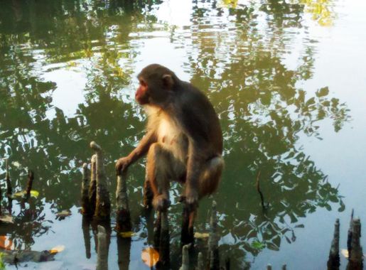 File:Sundarbans West Wildlife Sanctuary, Photograph- bannah.jpg - Wikimedia  Commons