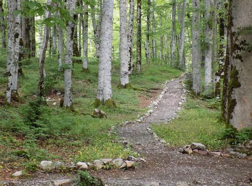 File:Biogradska gora - National Park, the oldest protected natural resource  in Montenegro 07.jpg - Wikimedia Commons