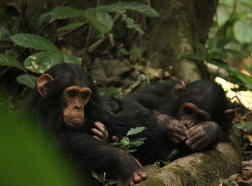 File:Chimps in Gombe.jpg - Wikimedia Commons