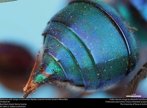 File:Abdomen with stinger of orchid bee (Apidae, Exaerete frontalis  (Guérin-Méneville)) (36522832043).jpg - Wikimedia Commons