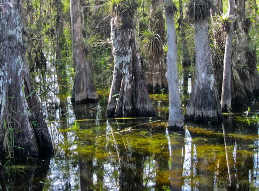 File:Big Cypress National Preserve.jpg - Wikimedia Commons