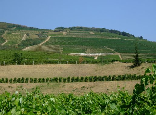 File:Tokaj Hetszolo vineyard.jpg - Wikipedia