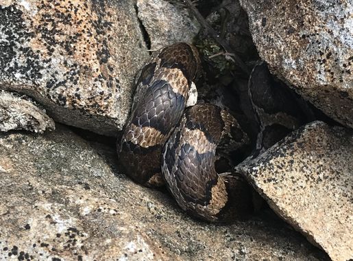 File:Dolly Sods - July 2019 - 05.jpg - Wikimedia Commons
