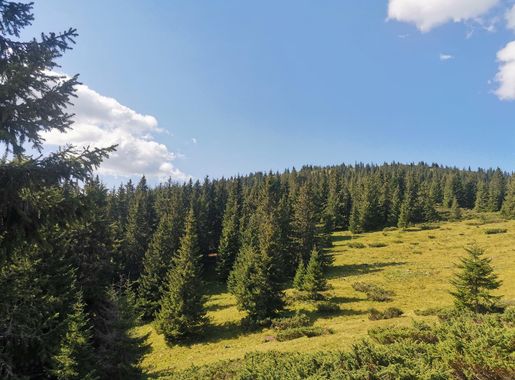 File:Arbinje.jpg - Wikimedia Commons