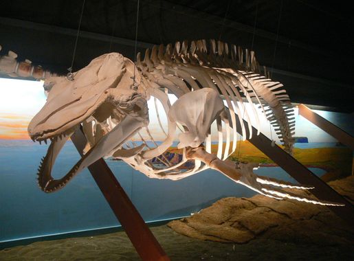 File:Walmuseum Húsavík - Skelett Grindwal.jpg - Wikipedia