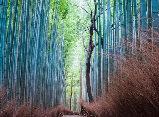 File:Arashiyama Bamboo Grove (44050138950).jpg - Wikimedia Commons