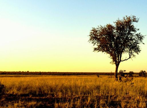 File:Savanna Grasslands (199168845).jpeg - Wikimedia Commons
