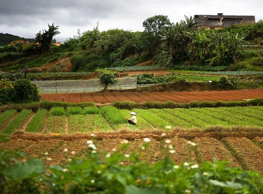 File:Farm land in Da Lat, Vietnam.JPG - Wikimedia Commons
