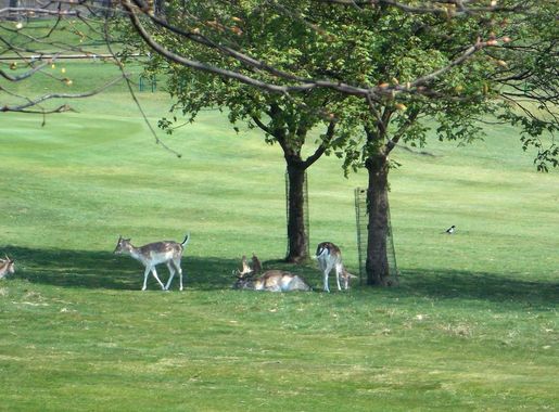 File:Deer on golf course at south of Wollaton Hall, Nottingham, England  02.jpg - Wikimedia Commons