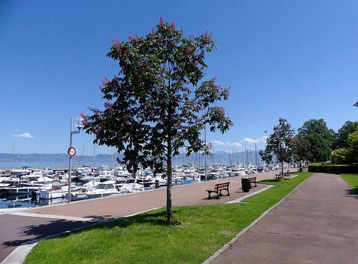 File:Promenade et port d'Évian-les-Bains au matin (juin 2019).JPG -  Wikimedia Commons
