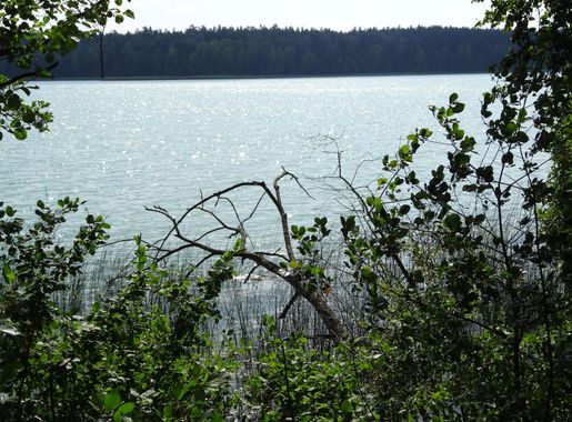 File:Lake Wigry, Poland - panoramio (9).jpg - Wikimedia Commons