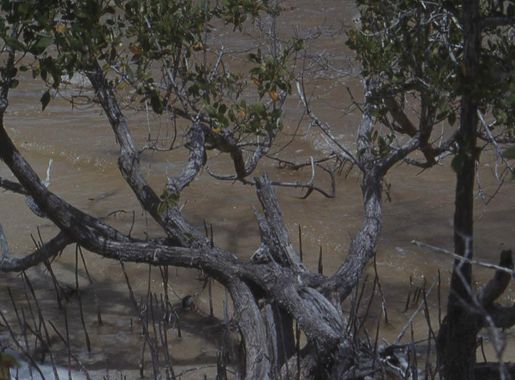 File:Buttonwood trunks. Black mangrove roots. Inagua. (37983938105).jpg -  Wikimedia Commons