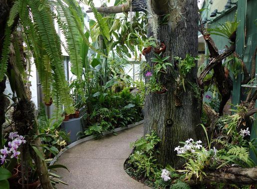 File:Orchid House - Krohn Conservatory - DSC03562.JPG - Wikimedia Commons