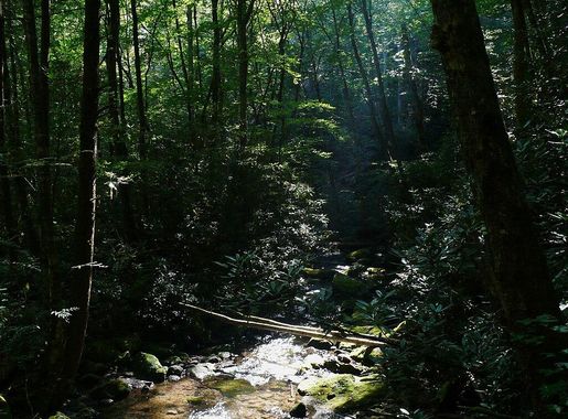 File:Joyce Kilmer Forest-27527-1L.jpg - Wikimedia Commons