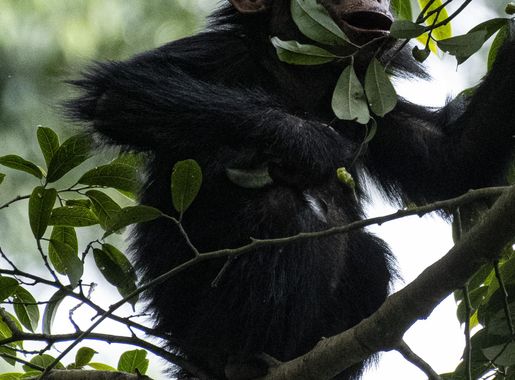 File:RWA 4492.review 1 Rwanda Chimp Baby.jpg - Wikimedia Commons
