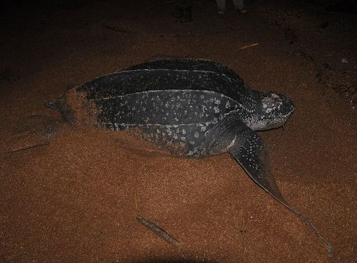 File:Dermochelys coriacea Leatherback Turtle returning to the sea after  laying - panoramio.jpg - Wikimedia Commons
