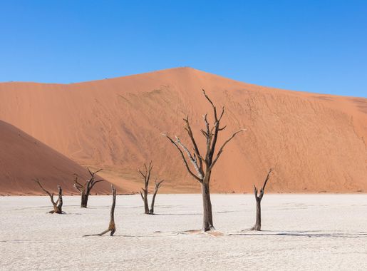 File:Dead Vlei, Sossusvlei, Namibia, 2018-08-06, DD 083.jpg - Wikimedia  Commons