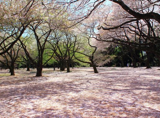File:Shinjuku Gyoen National Garden - sakura 2.JPG - Wikimedia Commons