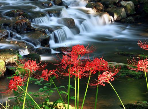 Free Images : nature, rock, plant, leaf, flower, valley, travel, pond,  stream, red, autumn, botany, garden, flora, water feature, flowers for,  stone bridge, seonunsa, jeolla do 2126x1417 - - 924874 - Free stock photos  - PxHere