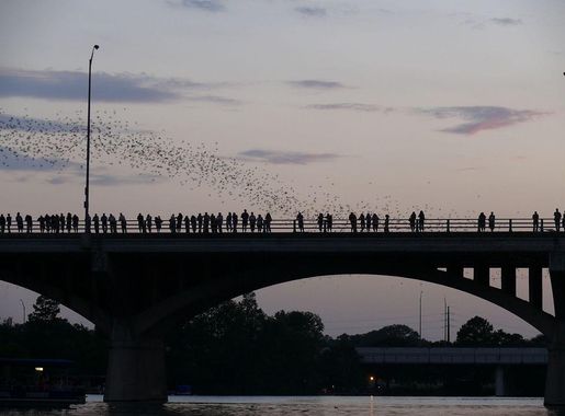 File:Austin - bats watching 3.jpg - Wikimedia Commons
