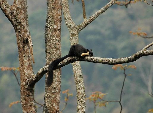 File:Malayan giant squirrel (Ratufa bicolor).JPG - Wikimedia Commons