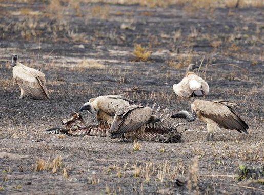 File:Vultures Zebra Skeleton Luangwa Zambia Jul23 A7C 06076.jpg - Wikimedia  Commons