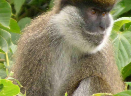 Faili:P1080084 edited-1.jpg - Wikipedia, kamusi elezo huru