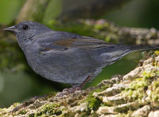 File:Haplospiza-rustica-001.jpg - Wikipedia