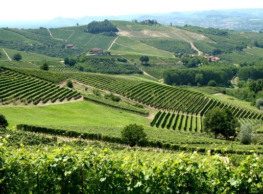 File:Vineyards in Piemonte, Italy.jpg - Wikimedia Commons