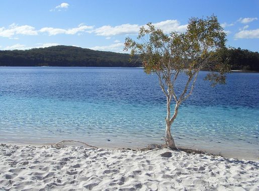 File:Fraser Island Lake McKenzie - panoramio.jpg - Wikimedia Commons