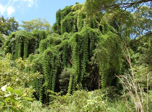 File:Nkhotakota Wildlife Reserve, Malawi (2499242426).jpg - Wikimedia  Commons