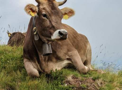 Template:Potd/2014-11 - Wikimedia Commons