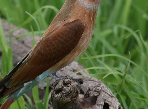 File:Southern carmine bee-eater, Merops nubicoides, Savuti marsh, Chobe  National Park, Botswana (32462176535).jpg - Wikimedia Commons