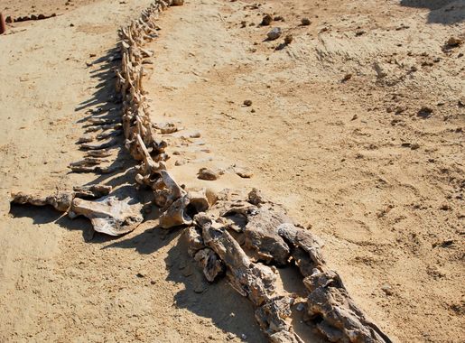 File:Wadi Al-Hitan.jpg - Wikimedia Commons